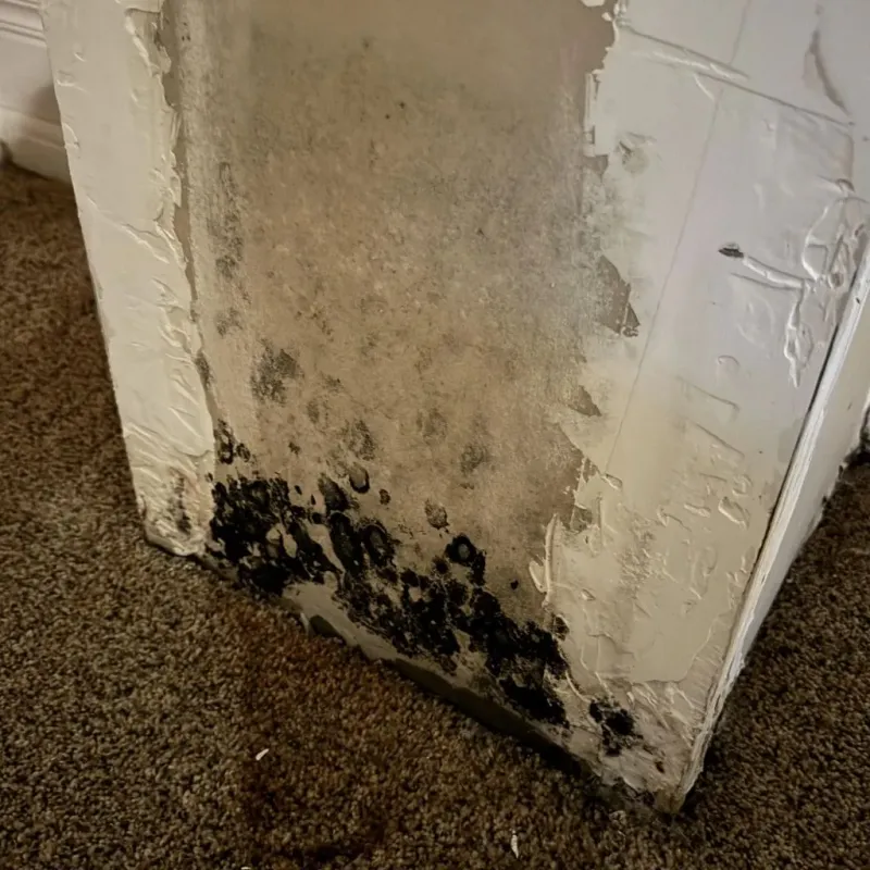 Professional Mold Removal in Coupeville, WA